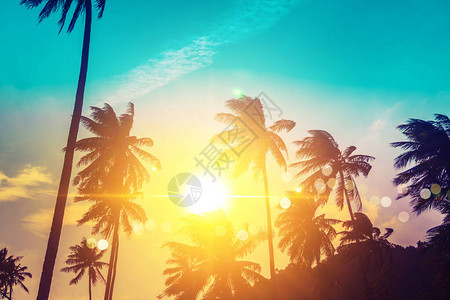 日落时的热带棕榈椰子树天空闪耀和图片
