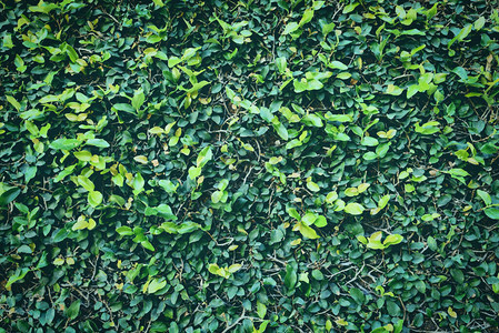 天然绿色植物墙或小叶图片