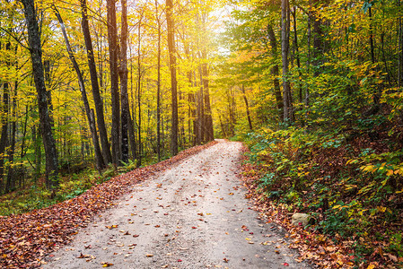 清空的泥土路穿过秋叶树丛顶峰的荒凉森林图片