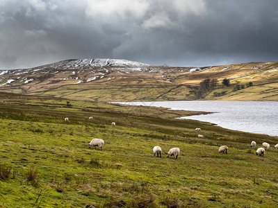 冬天的Swaledale羊图片