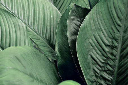 创意热带绿叶布局自然春天的概念大棕榈叶自背景图片
