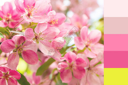 一棵苹果树的柔和的粉红色蟹花果园开花春天树苹果树粉红色桃白色柠檬黄色石灰的春天色调板图片