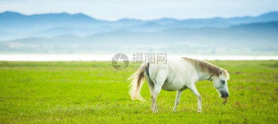 一匹优雅的白马在春天在绿色的田野中行走图片