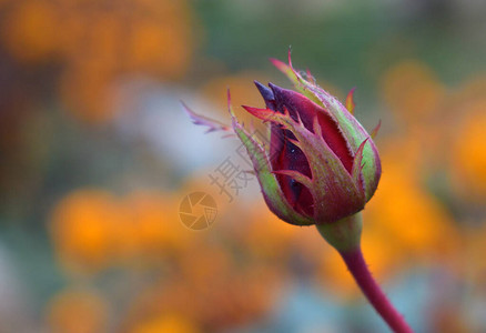 美丽的玫瑰花情人节玫瑰芽大图片