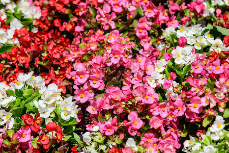 花园里的盆栽里放着许多红色粉色和白色的小秋海棠花图片