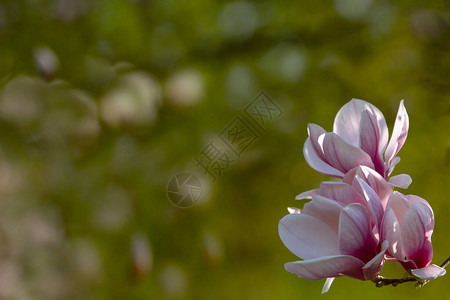 美丽的粉红色春天玉兰花设计或添加文本的自然概念关闭深度较浅贺卡背景图片
