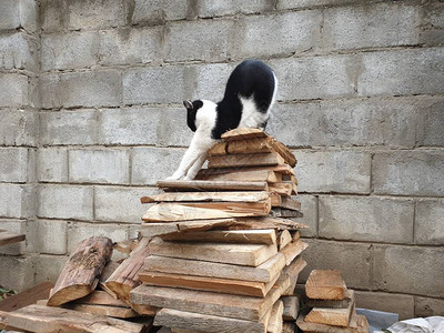 黑白的猫在图片