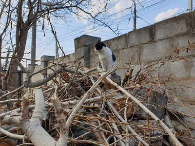 黑白的猫在图片