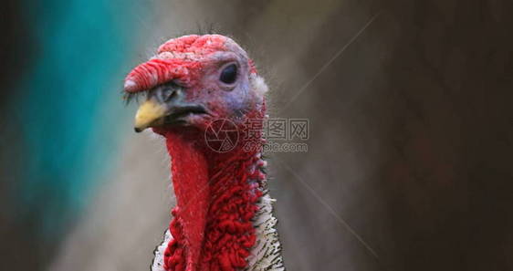 土耳其农场照片美丽的火鸡在农场土耳其的电影视图照片用图片