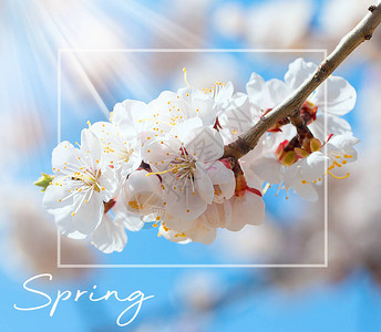 在蓝天的背景下盛开的樱花树枝白色花瓣朵特写春天春天的花朵开图片