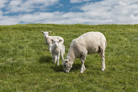 京剧摄影荷兰羊群和羊群在IJsselmeer湖旁的达背景