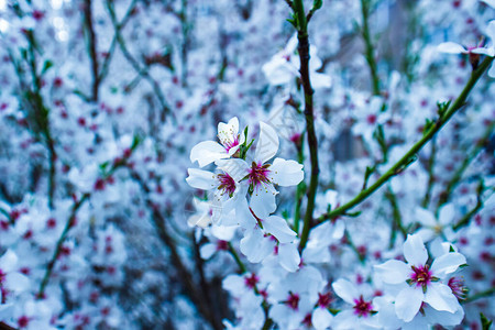 春天的樱花春天树上的白花图片