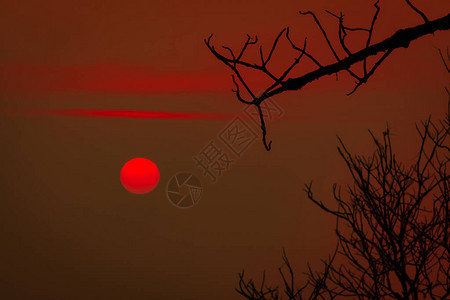 美丽的剪影光秃的树和红色的日落天空图片