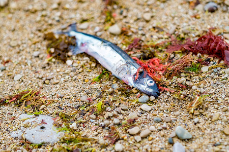 CaplinMallotusVillosus熔融死鱼小饲料鱼与红海和绿海草一起在图片