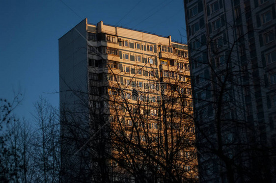 在莫斯科一座多层建筑背景的冬季裸树丛中图片