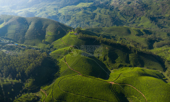 早上美丽的茶园景观图片