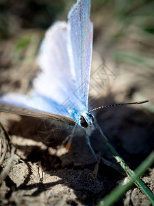 西部男尾蓝蝴蝶躺在地上图片