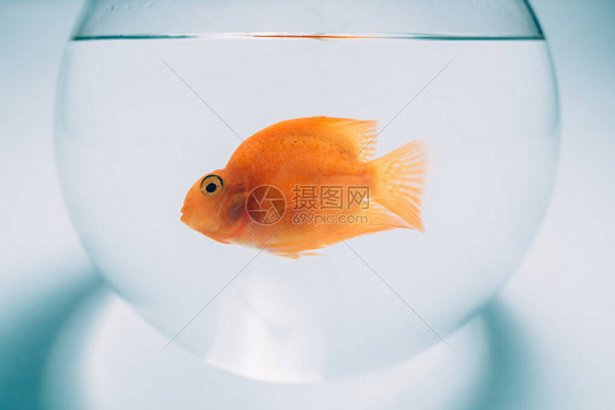 蓝色背景的圆环水族馆中的金鱼一个在玻璃图片