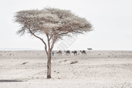 有骆驼的游牧民族图片