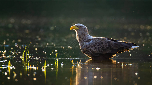 日落时夏在浅水中漂浮的白尾鹰Haliaeetusalbicilla成年野鸟用白头猎物和大黄嘴站在河里图片
