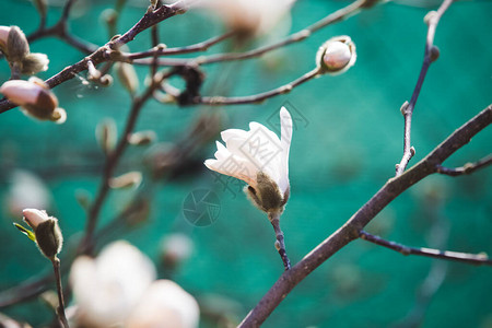 白玉兰早春开花图片