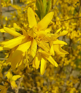黄色春天花枝背景图片