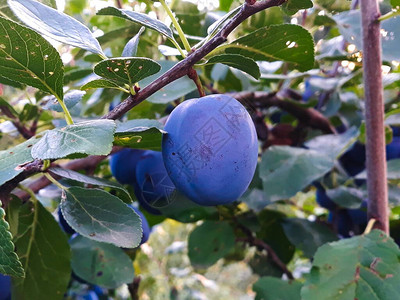一根成熟的梅子在树枝上美丽的蓝色图片