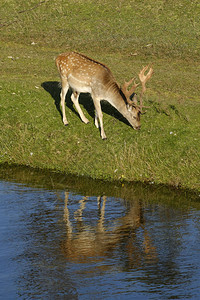 一只吃草的落地鹿在阳光下河流旁在图片