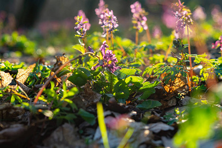 美丽的春天花紫堇在森林里春天的报春花簇生在模糊的森林背景上Corydalis选择背景图片