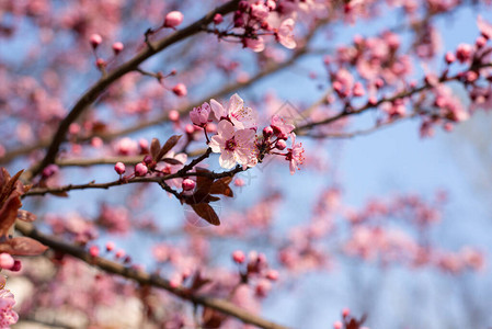 美丽的粉红樱桃薄荷背景摘要图片