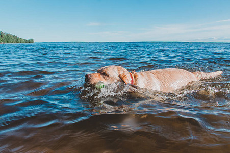 一只狗嘴里叼着玩具在海里游泳图片素材