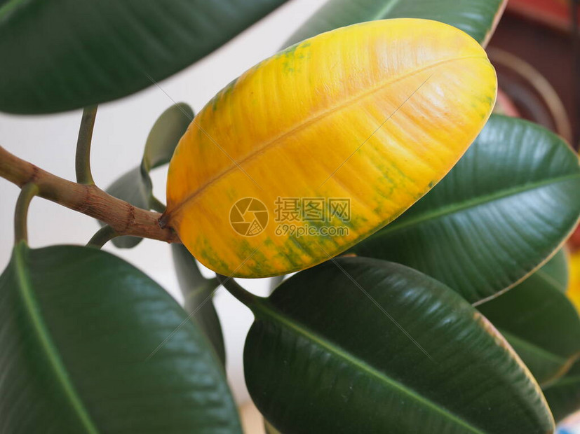 绿色橡胶榕植物Ficuselastica阿萨姆橡胶印度橡胶树室内植物生命周图片