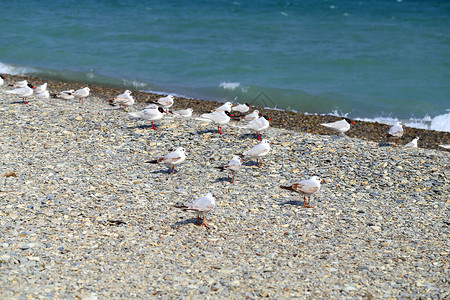 海鸥在黑海沿岸拍特写图片