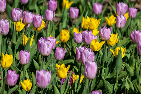 春天盛开的五颜六色的郁金香图片
