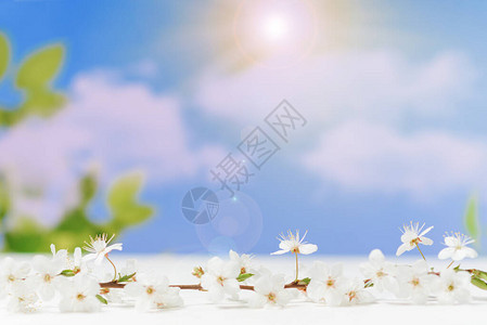 朵樱桃在蓝天背景的白色木桌上的分支春天背景令人惊叹的春天绽放图片