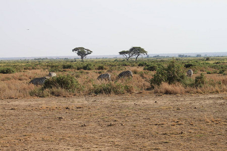 肯尼亚非洲Amboseli公园景观图片