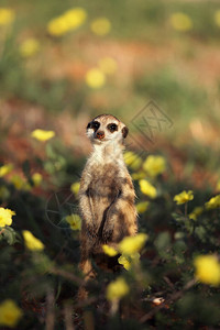 猫鼬或suricateSuricatasuricatta在盛开的沙漠中以黄色花朵的背景图片