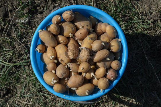 水桶里有种出芽土豆的种图片