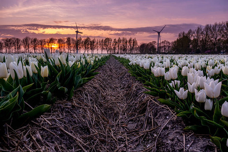 日落时在荷兰Noordoostpodder的郁金香田图片