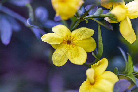 背景模糊的黄色春天花朵春天开花的树图片