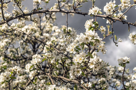 盛开的春天苹果园以春雨云为背景的图片