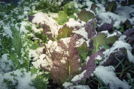 美国得克萨斯州达拉斯本土有机花园雪下的红绿芥末图片