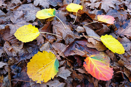秋日从树上掉下的黄红棕叶图片