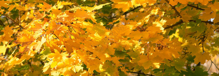 秋天全景自然背景金黄色的树叶图片