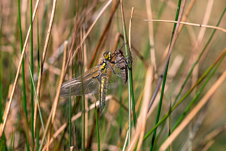 蜻蜓Sympetrum在柔和的背景上图片