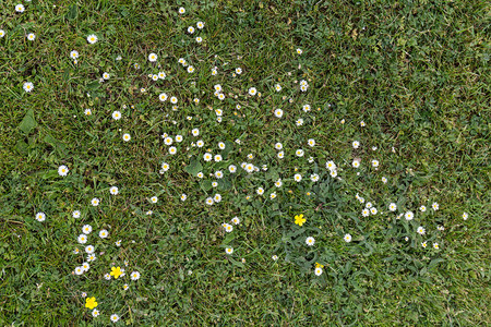 绿草地里满是白菊花图片