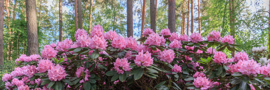 rhododendendron宏观图片