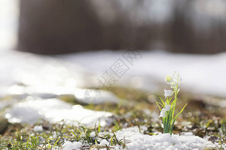 春天的第一朵花里的雪花莲是从雪中长出来的在春天的第一缕阳光下图片