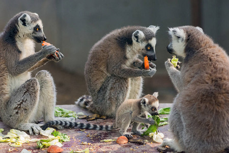 在北京动物园吃饭的环尾狐猴Lemur高清图片