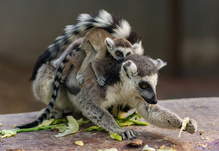 在北京动物园吃饭的环尾狐猴Lemur图片